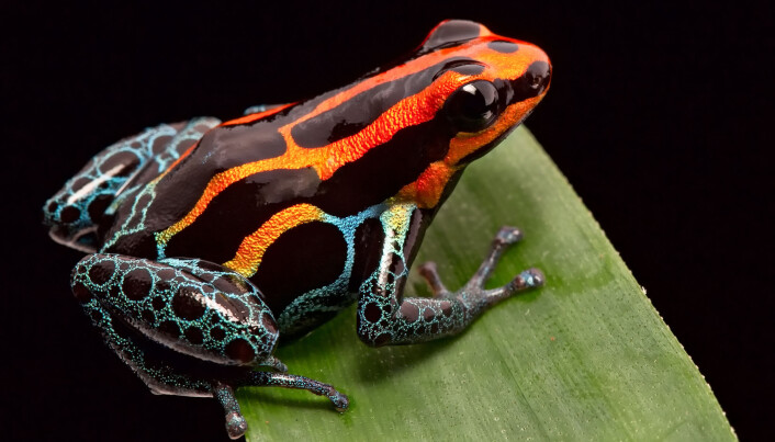 Avskrekkende farger hos en pilgiftfrosken fra Peru. (Foto: Dirk Ercken/ Shutterstock/ NTB scanpix) Avskrekkende farger hos en pilgiftfrosken fra Peru. (Foto: Dirk Ercken/ Shutterstock/ NTB scanpix)