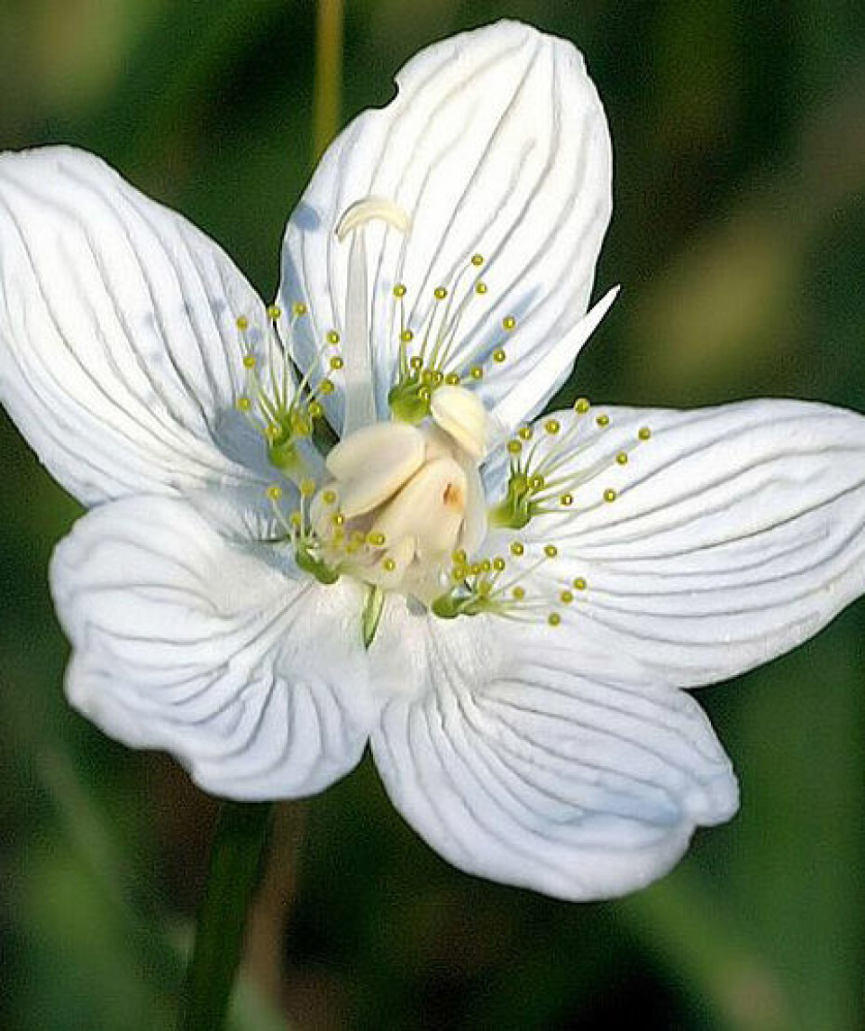 I enden av stengelen er det en kremhvit blomst med fem ovale kronblad med gjennomskinnelige årer, fem frynsete staminodier og fem pollenbærere. (Foto: Wikimedia commons)