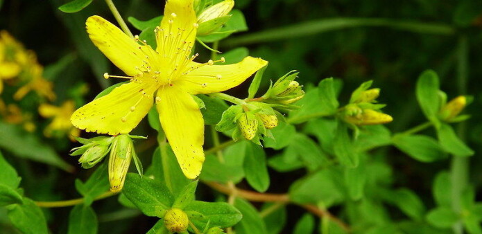 Prikkperikum, Hypericum perforatum, kan anvendes mot demoner, onde ånder og hekser. Planten kjennes igjen med sine gule blomster, eggformede, prikkete blader og en stengel med to utstikkende lister. Foto: nz_willowberb, flickr, CC BY-NC 2.0 Prikkperikum, Hypericum perforatum, kan anvendes mot demoner, onde ånder og hekser. Planten kjennes igjen med sine gule blomster, eggformede, prikkete blader og en stengel med to utstikkende lister. Foto: nz_willowberb, flickr, CC BY-NC 2.0