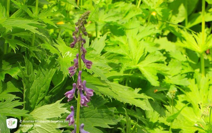 Tyrihjelm, Aconitum septentrionale, kan brukes for å bekjempe varulver, men er også svært giftig for mennesker. Planten har håndflikete blader og gjenkjennes med sine smale og hetteliknende, lilla blomster. Foto: Kristian Hårdenson Berntsen, Biologiportalen.net, CC BY-NC-ND Tyrihjelm, Aconitum septentrionale, kan brukes for å bekjempe varulver, men er også svært giftig for mennesker. Planten har håndflikete blader og gjenkjennes med sine smale og hetteliknende, lilla blomster. Foto: Kristian Hårdenson Berntsen, Biologiportalen.net, CC BY-NC-ND
