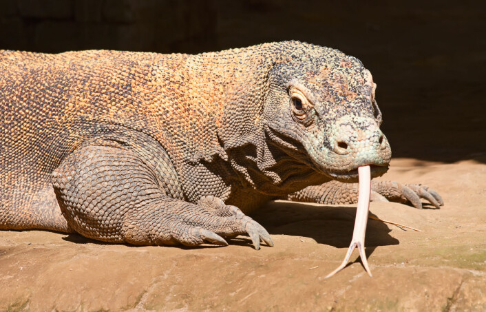 Ingen tør leke med en voksen komodo-varan. De kan bli over tre meter lange, veie så mye som en voksen mann og har giftig bitt, forteller Bøckman. (Foto: Scanpix) Ingen tør leke med en voksen komodo-varan. De kan bli over tre meter lange, veie så mye som en voksen mann og har giftig bitt, forteller Bøckman. (Foto: Scanpix)