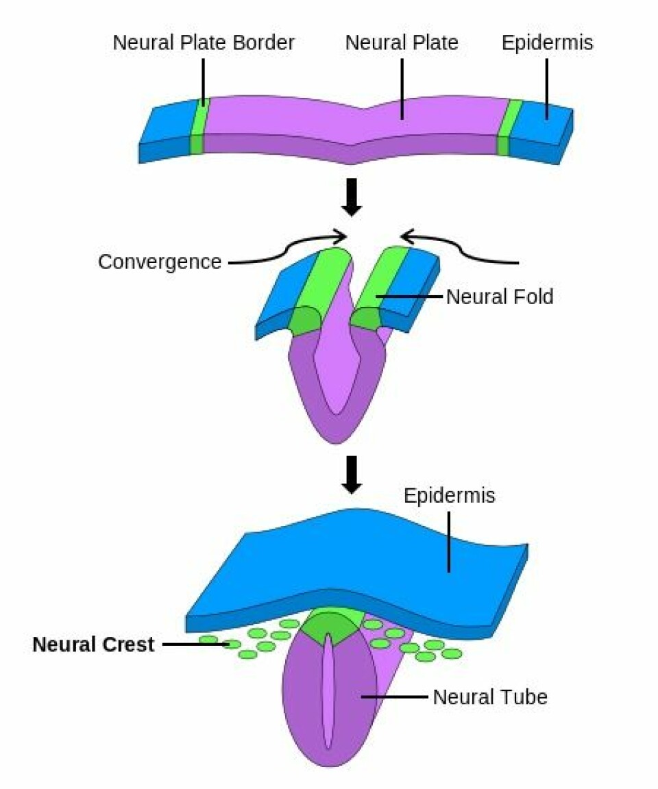 Nevrallisten kalles Neural Crest på engelsk, og kan sees nederst på bildet. Nevralrøret (Neural tube) blir tilslutt ryggraden og sentralnervesystemet hos fosteret. (Foto: (Bilde: NikNaks/Wikimedia Commons))