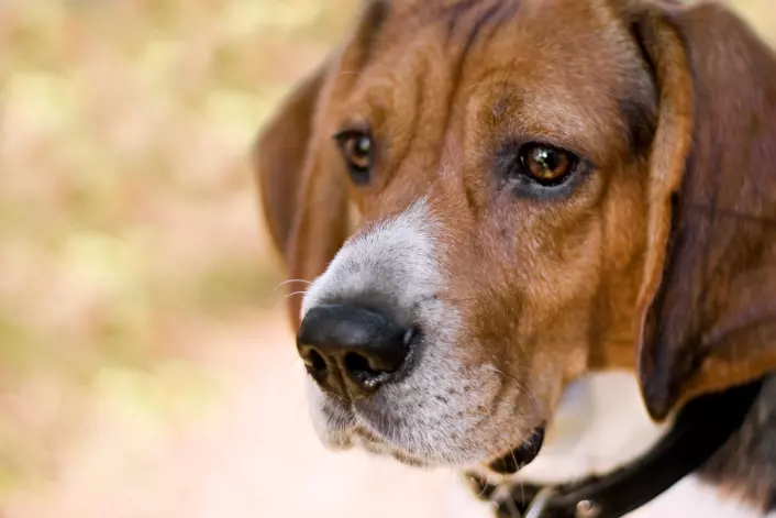 Beaglen har en kortere snute, myke ører og hvite flekker i pelsen. (Illustrasjonsfoto: Colourbox)