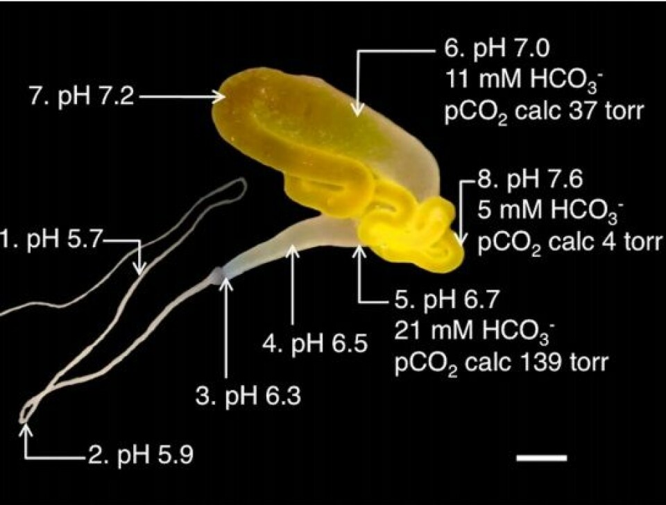 Bilde fra forskningsartikkelen som viser silkekjertelen og innsnevringen til en slags lang, buktende trakt. Legg merke til den synkende pH-verdien. (Foto: Skjerdump/Rising et. al)