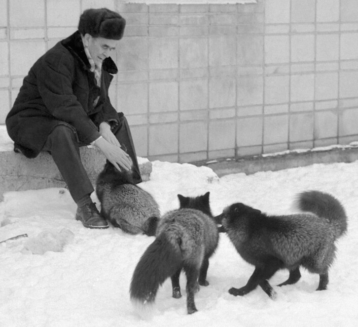 Dmitri Konstantinovich Belyaev ledet sølvrev-prosjektet i Russland. Her er han avbildet sammen med tamme sølvrever i 1984. (Foto: Science Photo Library/Scanpix) Dmitri Konstantinovich Belyaev ledet sølvrev-prosjektet i Russland. Her er han avbildet sammen med tamme sølvrever i 1984. (Foto: Science Photo Library/Scanpix)