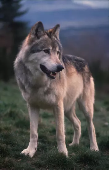 Den ville ulven har en lang snute, store tenner og spisse ører. (Illustrasjonsfoto: Colourbox)