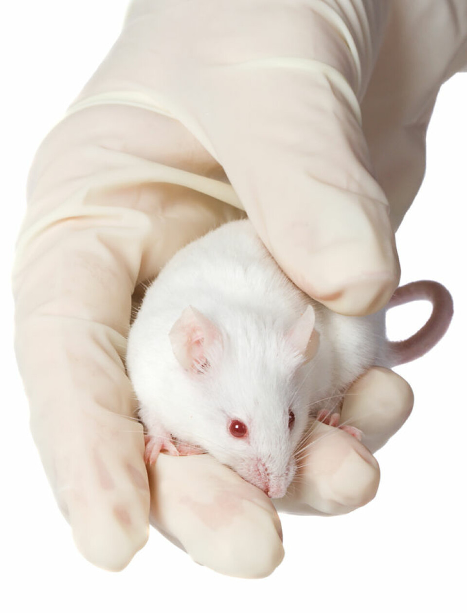 Det er langt fra mus til menn i forskningen, men de små krypene er ofte de første som tester ut nye legemidler. (Illustrasjonsfoto: colourbox.no)
