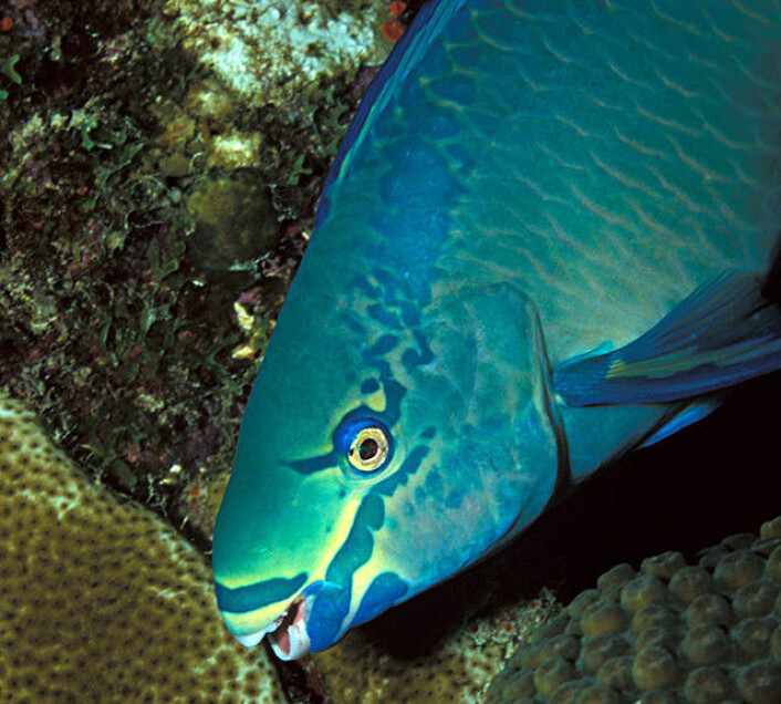 Scarus vetula, en variant av papegøyefisk som lever i det karibiske hav. (Foto: Laszlo Ilyes/Creative Commons) Scarus vetula, en variant av papegøyefisk som lever i det karibiske hav. (Foto: Laszlo Ilyes/Creative Commons)