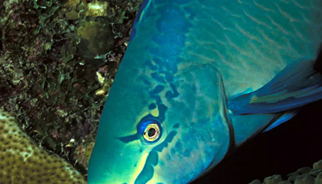 Papegøyefisk og kråkeboller kan redde korallrevene
