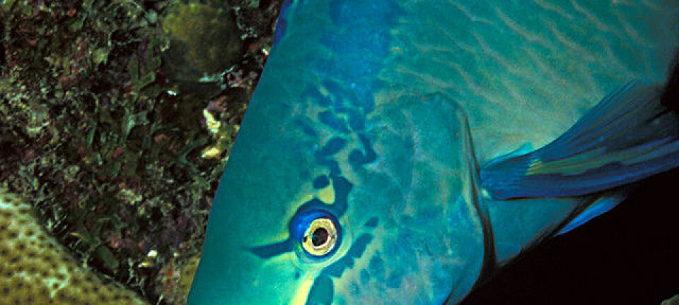Scarus vetula, en variant av papegøyefisk som lever i det karibiske hav. Laszlo Ilyes/Creative Commons
