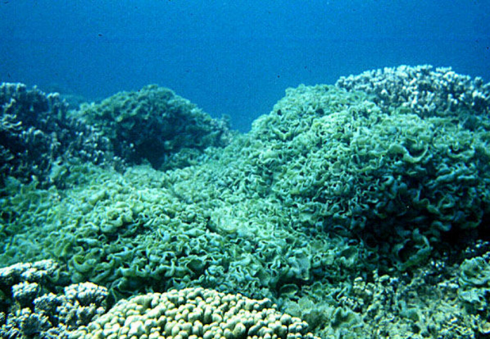 Korallrev som er kvalt av alger. (Illustrasjonsfoto: NASA)