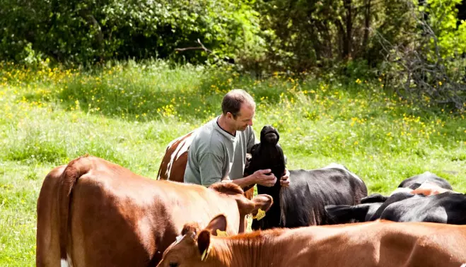 Hans Arild Grøndahl driver økologisk og lar kuene være sammen med kalvene sine hele tiden de to første månedene. (Foto: Marte Garmann).