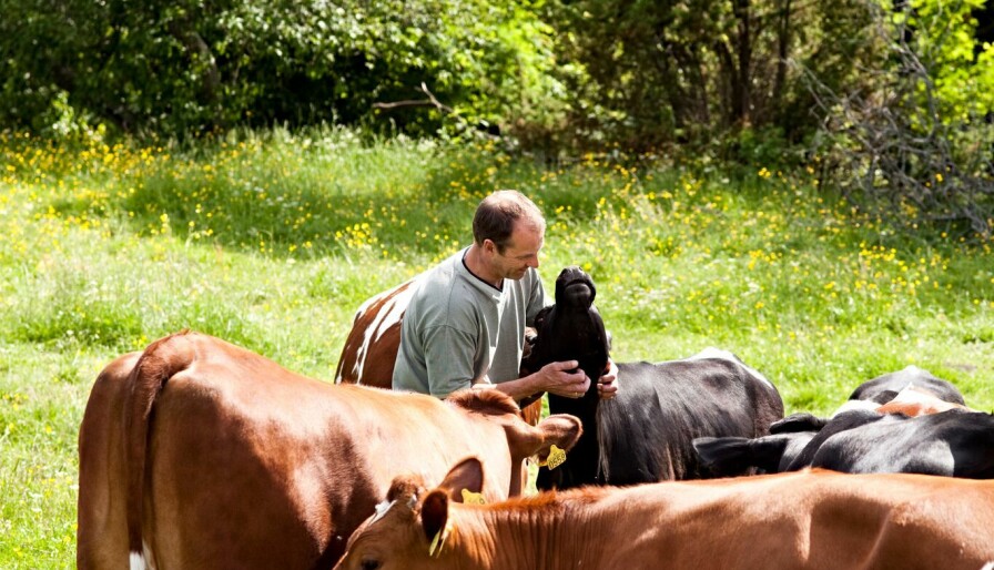 Hans Arild Grøndahl driver økologisk og lar kuene være sammen med kalvene sine hele tiden de to første månedene. (Foto: Marte Garmann).