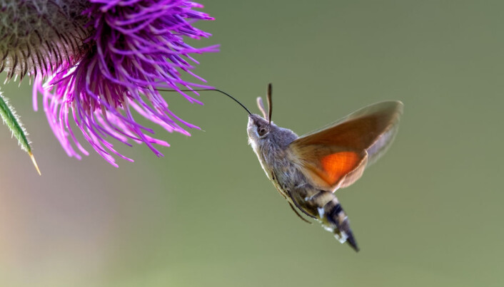 Dagsvermeren er en trekksommerfugl som kommer til Norge på sommeren. (Foto: Shutterstock) Dagsvermeren er en trekksommerfugl som kommer til Norge på sommeren. (Foto: Shutterstock)