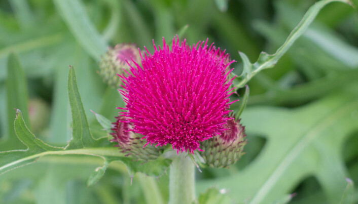 Tistelsommerfuglens larver spiser blader av ulike tistelarter. (Foto: Shutterstock) Tistelsommerfuglens larver spiser blader av ulike tistelarter. (Foto: Shutterstock)