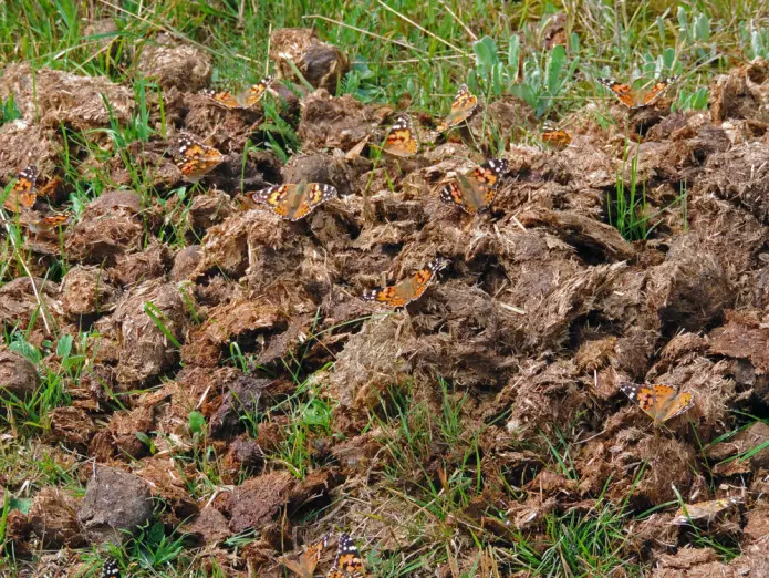 En flokk med tistelsommerfugler tar seg en rast på hestemøkk i Polen. (Foto: Shutterstock)