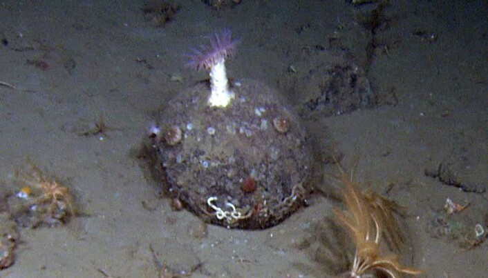 «Steintroll med hestehale på toppen av hodet»
Øynene er kråkeboller og hestehalen er en anemone. Munnen er små rør laget av børstemarker. Foto: Mareano/Havforskningsinstituttet «Steintroll med hestehale på toppen av hodet»
Øynene er kråkeboller og hestehalen er en anemone. Munnen er små rør laget av børstemarker. Foto: Mareano/Havforskningsinstituttet