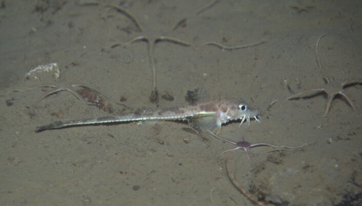 Dragen tiskjegg (Leptagonus decagonus). Foto: Mareano/Havforskningsinstituttet Dragen tiskjegg (Leptagonus decagonus). Foto: Mareano/Havforskningsinstituttet