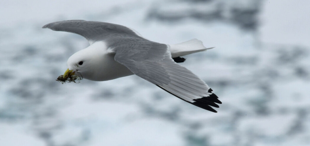 Krykkja, som vi finner i norske farvann langs kysten og rundt Svalbard, er en av artene som ble undersøkt i studien. Krykkja, som vi finner i norske farvann langs kysten og rundt Svalbard, er en av artene som ble undersøkt i studien.