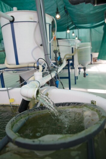 Dette er en del av hjertet i akvaponi-anlegget. Her omdannes ammoniakk som fisken skiller ut, til nitritt og nitrat som plantene kan nyttiggjøre seg. (Foto: Anette Tjomsland) Dette er en del av hjertet i akvaponi-anlegget. Her omdannes ammoniakk som fisken skiller ut, til nitritt og nitrat som plantene kan nyttiggjøre seg. (Foto: Anette Tjomsland)