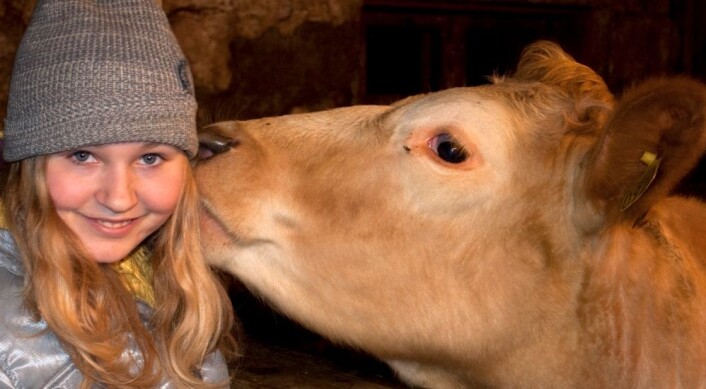 Forskning har tidligere vist at barn som får drikke upasteurisert melk tidlig i livet, får en sterk beskyttelse mot allergi. Men hvor mye bakteriene for melka betyr for beskyttelse mot allergi, er fortsatt et ubesvart spørsmål. (Foto: Colorbox) Forskning har tidligere vist at barn som får drikke upasteurisert melk tidlig i livet, får en sterk beskyttelse mot allergi. Men hvor mye bakteriene for melka betyr for beskyttelse mot allergi, er fortsatt et ubesvart spørsmål. (Foto: Colorbox)