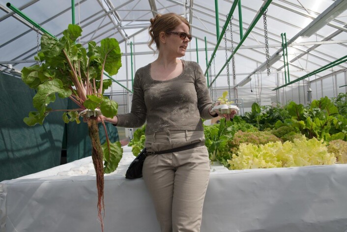 Forsker Randi Seljåsen holder opp to av plantene i akvaponi-anlegget. Nå er det mer planter i karet enn mengde tilgjengelig næring, derfor ser noen av plantene gule ut. (Foto: Anette Tjomsland) Forsker Randi Seljåsen holder opp to av plantene i akvaponi-anlegget. Nå er det mer planter i karet enn mengde tilgjengelig næring, derfor ser noen av plantene gule ut. (Foto: Anette Tjomsland)