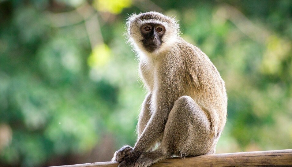 Arten denne apen tilhører, har utviklet et utvalg av hyl som signaliserer hvilket rovdyr som er i nærheten. (Foto: Thomas Shahan / Flickr CC BY 2.0)
