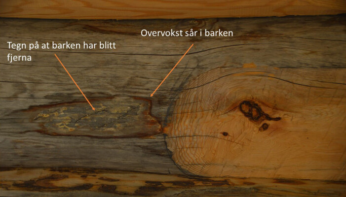 Tømmer med spor etter flekkbarking eller «blæking». Figur: Line Nybakken Tømmer med spor etter flekkbarking eller «blæking». Figur: Line Nybakken