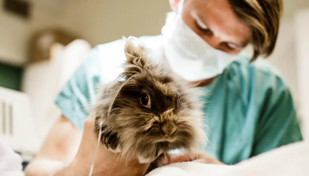Smådyrklinikken har i vår hatt over 80 friske kaniner inne til en helsesjekk. Her undersøker veterinær John Debenham før keisersnitt på en kanin. (Foto: Gisle Bjørneby, NMBU)