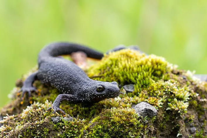 Storsalamander er kategorisert som sårbar i norsk natur. Ved hjelp av DNA-analyse av vann fra dammer og tjern kan kanskje forskerne få enklere oversikt over hvor de lever. (Foto: Heiko Wehner/Flickr)