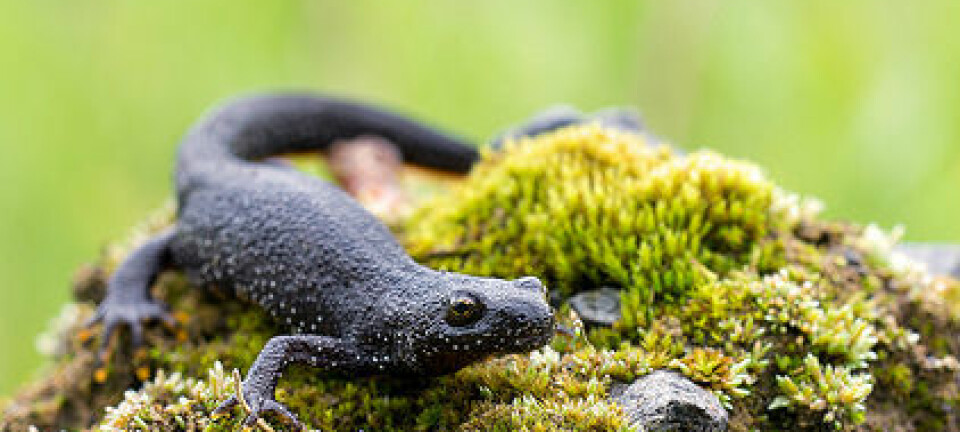 Storsalamander er kategorisert som sårbar i norsk natur. Ved hjelp av DNA-analyse av vann fra dammer og tjern kan kanskje forskerne få enklere oversikt over hvor de lever. Heiko Wehner/Flickr