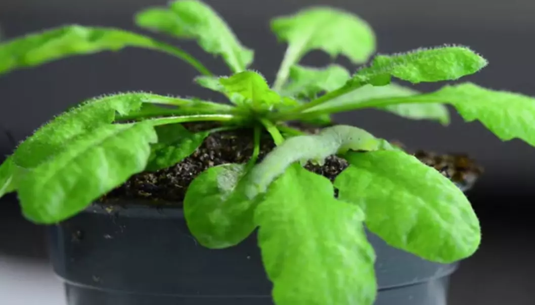 Planter reagerer på lyden av å bli spist
