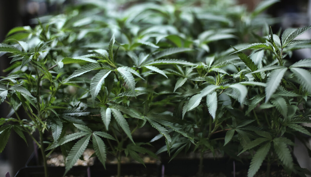 En stor studie viser nå at mens det finnes belegg for en sammenheng mellom virkestoffet THC og økt risiko for angst, psykose og depresjon, er det ikke tilstrekkelig bevis for at preparater som inneholder farmasøytisk THC kan ha en positiv effekt på psykiske lidelser. (Illustrasjonsfoto: Richard Vogel / AP / NTB scanpix) En stor studie viser nå at mens det finnes belegg for en sammenheng mellom virkestoffet THC og økt risiko for angst, psykose og depresjon, er det ikke tilstrekkelig bevis for at preparater som inneholder farmasøytisk THC kan ha en positiv effekt på psykiske lidelser. (Illustrasjonsfoto: Richard Vogel / AP / NTB scanpix)