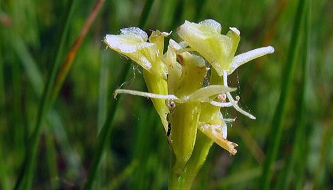 Fettblad – orkideen som ble borte