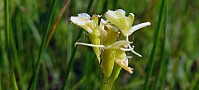Ukas art: Fettblad – orkideen som ble borte