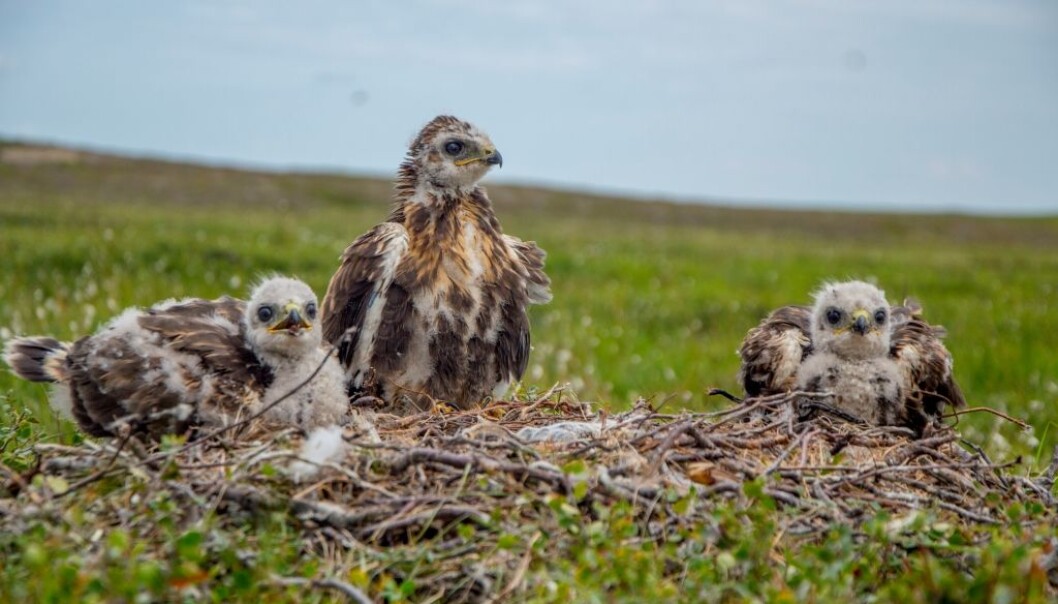 Hekkingen til fjellvåken avhenger av hvor mange smågnagere det er. Her er Fjellvåk med to unger på reir. (Foto: Ivan Fufachev). Hekkingen til fjellvåken avhenger av hvor mange smågnagere det er. Her er Fjellvåk med to unger på reir. (Foto: Ivan Fufachev).