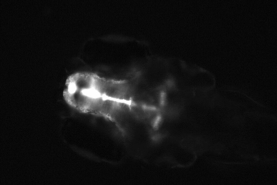 Sebrafiskembryo eksponert for østrogen med et høyt nivå av GFP i hjernen (hvit farge). (Foto: UFZ, Karina Petersen)