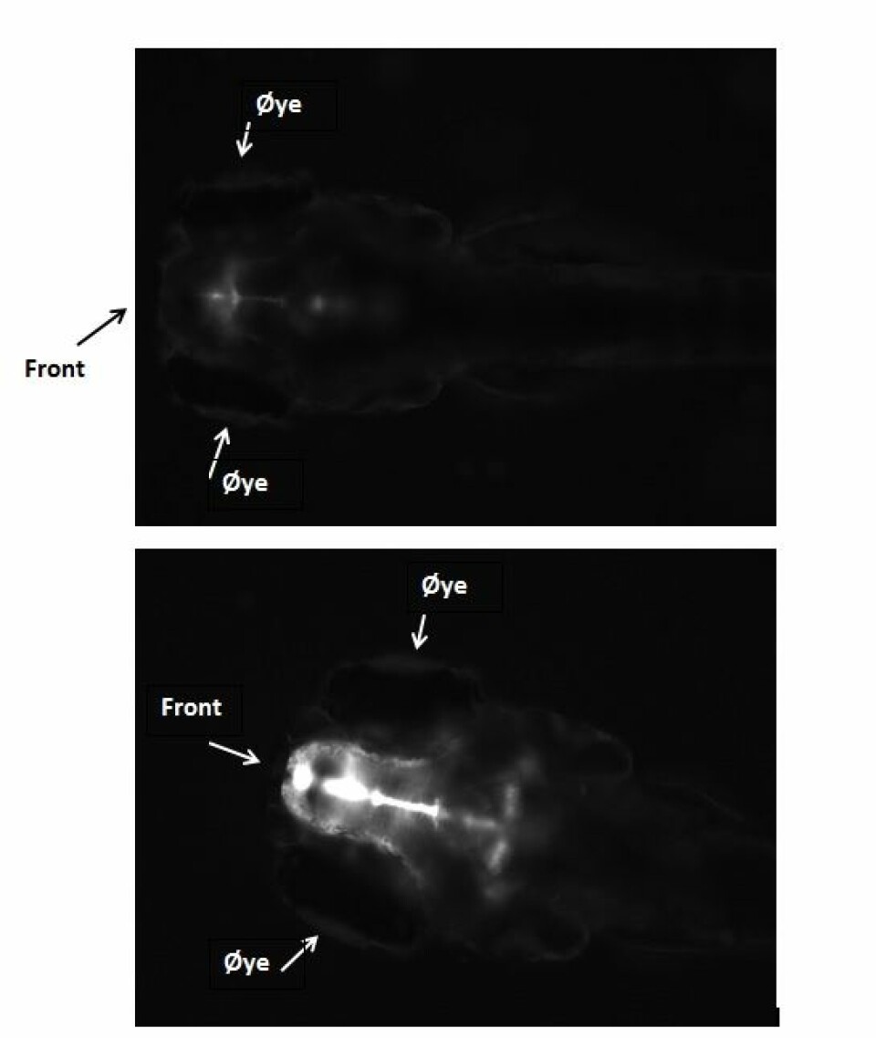 Svarthvitt bilde av hodet til sebrafiskembryo fem dager etter fertilisering. Embryoet øverst er ikke eksponert og har lite GFP i hjernen (hvit farge). Embryoet nederst er eksponert for østrogen og har høyt nivå av GFP i hjernen. (Foto: UFZ, Karina Petersen)
