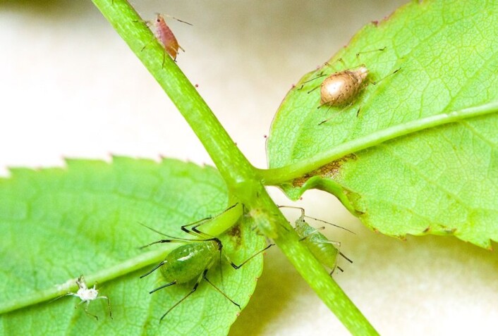 Snylteveps-parasittert rosebladlus-mumie. (Foto: Erling Fløistad) Snylteveps-parasittert rosebladlus-mumie. (Foto: Erling Fløistad)