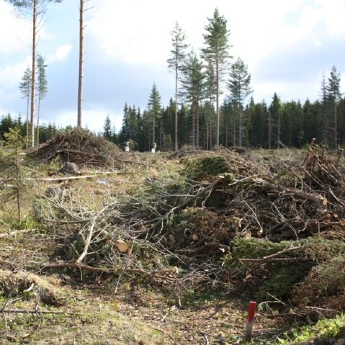 Dersom skogbruket lar grupper av trær bli stående igjen ved flatehogst, øker overlevelsessjansene for mange arter som lever i skogen. (Foto: Kjersti Holt Hanssen, Skog og landskap) Dersom skogbruket lar grupper av trær bli stående igjen ved flatehogst, øker overlevelsessjansene for mange arter som lever i skogen. (Foto: Kjersti Holt Hanssen, Skog og landskap)