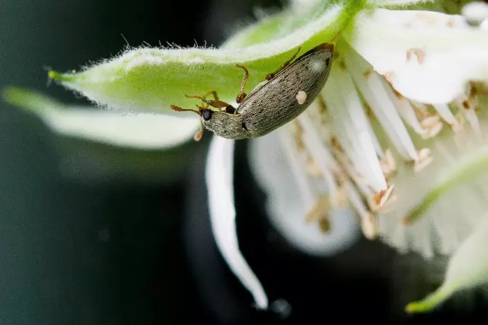 De voksne bringebærbillene spiser på nye skudd og gnager seg inn i knoppene der de spiser på pollenbærere og griffel. (Foto: Erling Fløistad)