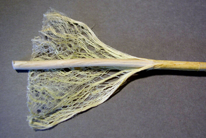 Stengel av hamp med fibre. (Foto: Wikimedia Commons) Stengel av hamp med fibre. (Foto: Wikimedia Commons)