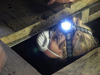 Not all tree rings are easily accessible. Photo shows researcher Helene Løvstrand Svarva in the field. (Photo: Jan Michael Stornes) Not all tree rings are easily accessible. Photo shows researcher Helene Løvstrand Svarva in the field. (Photo: Jan Michael Stornes)