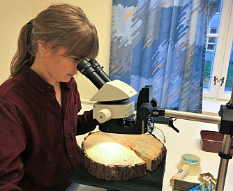 Researcher Helene Løvstrand Svarva compares summer temperatures over time to learn more about how the climate has changed throughout history. (Photo: Kjersti Lunden Nilsen) Researcher Helene Løvstrand Svarva compares summer temperatures over time to learn more about how the climate has changed throughout history. (Photo: Kjersti Lunden Nilsen)