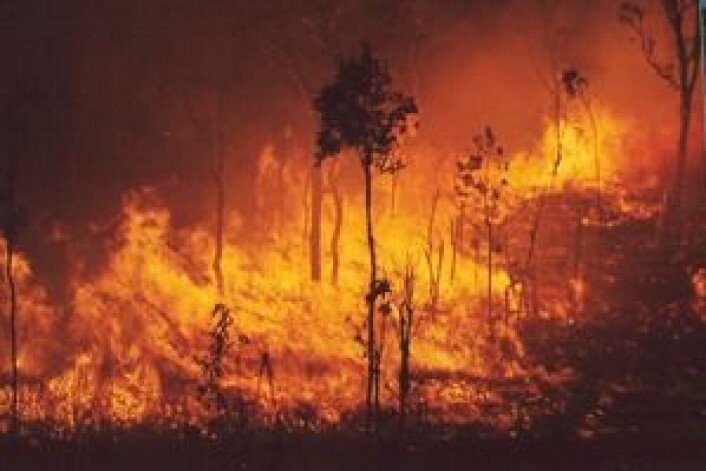 Branner som her i Australia, bidrar til at store mengder sot går opp i atmosfæren. (Foto: Savanna Explorer, Australia) Branner som her i Australia, bidrar til at store mengder sot går opp i atmosfæren. (Foto: Savanna Explorer, Australia)