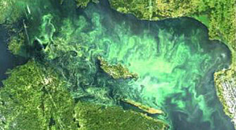 Varmt vann i Østersjøen flytter sesongen for giftige alger