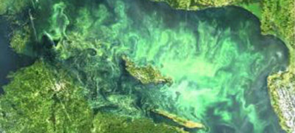 I en ny undersøkelse har forskerne brukt satellittbilder til å avgjøre hvor og når Østersjøen er dekket av de giftige blågrønnalgene. Stockholms universitet