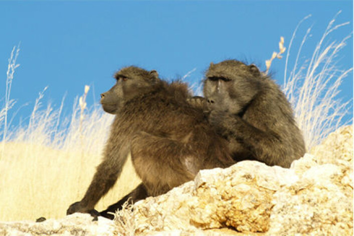 To ville chacma-bavianer er i gang med pelsstell i Namibia. I den nye studien har forskerne gjennom et halvt år gjort observasjoner av denne atferden. (Foto:Claudia Sick, Zoological Society of London) To ville chacma-bavianer er i gang med pelsstell i Namibia. I den nye studien har forskerne gjennom et halvt år gjort observasjoner av denne atferden. (Foto:Claudia Sick, Zoological Society of London)