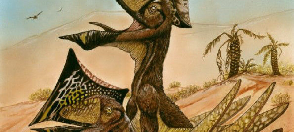 Pterosauren hadde en veldig særegen hodefasong. (Bilde: Maurilio Oliveira/Museu Nacional-UFRJ)