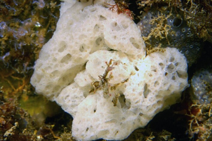 Hvit kalkgittersvamp, eller Clathrina coriacea. (Foto: Parent Géry) Hvit kalkgittersvamp, eller Clathrina coriacea. (Foto: Parent Géry)